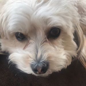 Meet your Posher, Renee